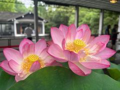 -杭州植物园