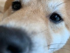 -南京Hallo宠物乐园·哈罗犬舍·柴犬繁育基地
