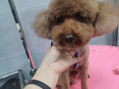 -宠福鑫康馨动物医院·骨科·眼科