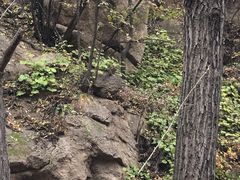 -大岭沟猕猴桃谷风景区
