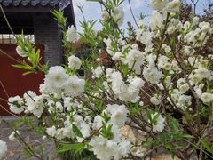 -南汇桃花村