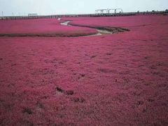 -红海滩国家风景廊道
