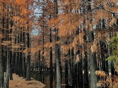 -青龙山国家森林公园
