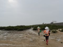 -红树林天天赶海
