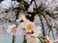 -白塘生态植物园