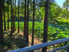 -贡湖湾湿地公园