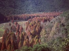 -小芝红树林