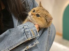 -飞行喵MR PILOT|猫舍·猫咖(静安大融城店)