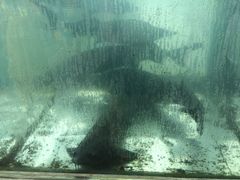 -东江湖游水三文鱼美食城