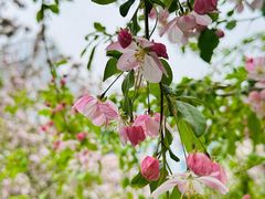 -海棠花溪(元大都城垣遗址公园)