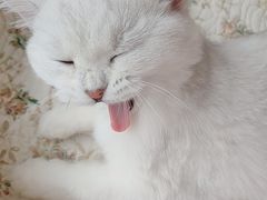 -糯米喵星人总部直营旗舰店·猫舍·幼猫出售