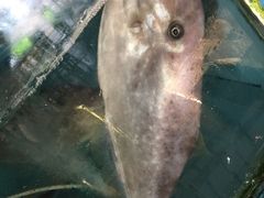 -浪琴湾尾角仔海鲜坊