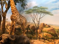 -陕西自然博物馆