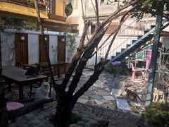 -喵屿·大理花园猫咖