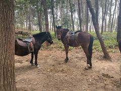 -铁山坪森林公园