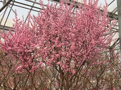 -北京鹫峰国家森林公园