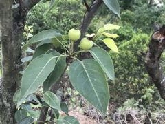 -悦百味·品质川菜(橄榄郡店)