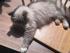 -豆逗聊愈猫阁Easy Life