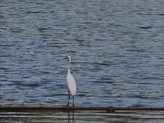 -麓湖高尔夫球俱乐部