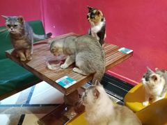 -猫色咖啡·猫咖