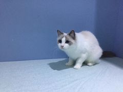 -喵的天空名猫咖啡馆·撸猫·猫舍·用品