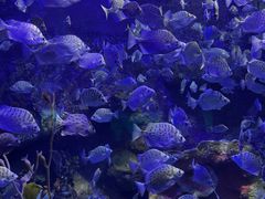 -太平洋海底世界