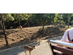 -清迈夜间动物园