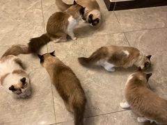 酸奶-有猫儿腻咖啡厅.猫咖