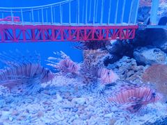 -太平洋海底世界