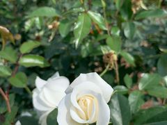 -人民公园(罗湖区)