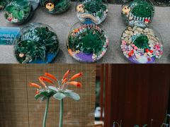 -深圳仙湖植物园