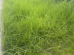 -昆山城市生态森林公园