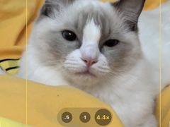 -lincat·猫舍(广州店)