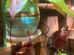 -Rabbit Cafe私房西餐甜点咖啡(栖霞路店)