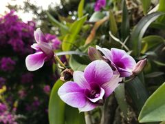-深圳仙湖植物园
