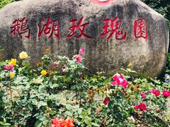 -鹅湖玫瑰文化园