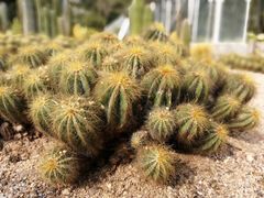 -深圳仙湖植物园-停车场