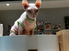 -藏猫猫咖啡主题馆(中央大道店)