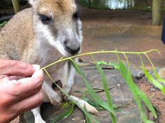 袋鼠-热带雨林自然公园