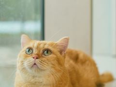 -飞行喵MR PILOT|猫舍·猫咖(静安大融城店)