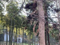 -东明山森林公园