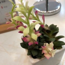 -欧扬医疗美容
