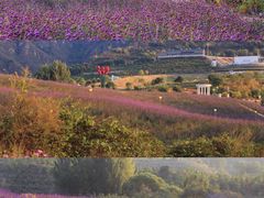 -密云玫瑰情园