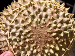 -都念榴莲·城市榴莲