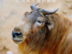 -杭州野生动物世界