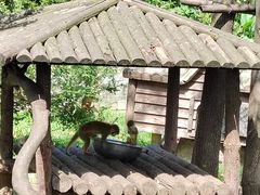 -上海野生动物园