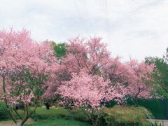 -八卦田遗址公园