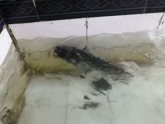 -庆岭迎宾园正宗活鱼馆