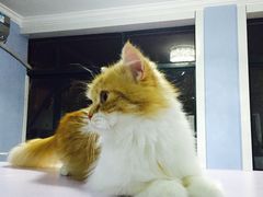 喵的天空-喵的天空名猫咖啡馆·撸猫·猫舍·用品