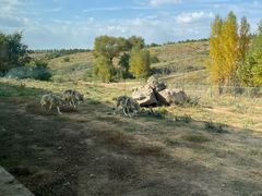 -鄂尔多斯野生动物园